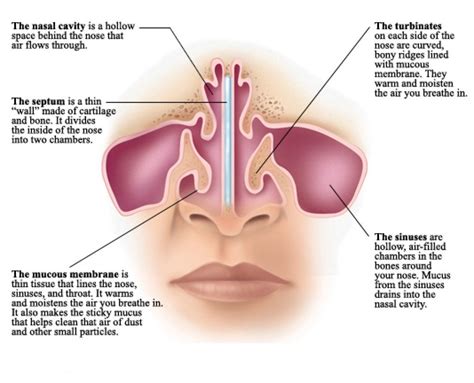 The nasal cavity (or cavity of nose, latin: anatomy reference | Nasal cavity, Nasal septum, Sinus ...