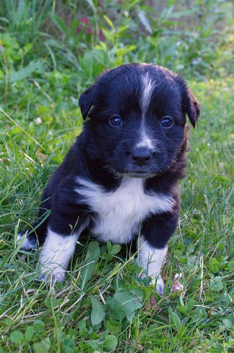 Hd Wallpaper Black And White Puppy Do Dog Cute Pet Animal