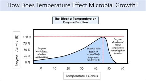 Ex 15 Effects Of Temperature On Growth Scientist Cindy
