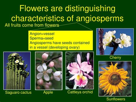 Ppt Chapter 3 Bot3015l Biology Of Flowering Plants Reproduction