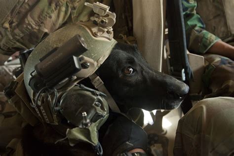 Airborne And Special Operations Museum To Honor K 9 Warriors