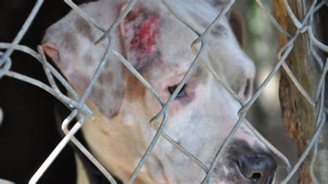 21 Pit Bulls Kept In Deplorable Conditions Rescued From Fighting Ring