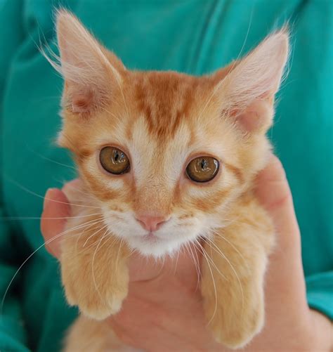 Mark down the animal id of the cats you want to meet in the fur. 30 rescued kittens ready for adoption today!