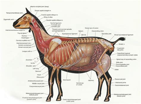 Archers Acres Search Results For Goat Anatomy Goat Things