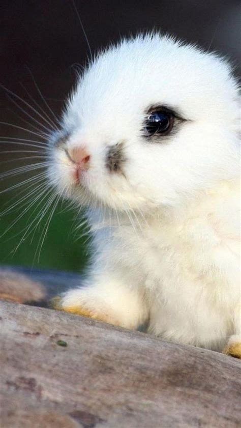 Captivating Rabbit Rabbits Cute Animals Funny Animal Pictures