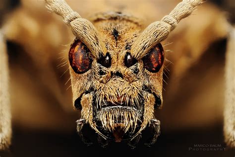 Rhagium Sycophanta Macro Photography Insects Insect Eyes Insect Photography
