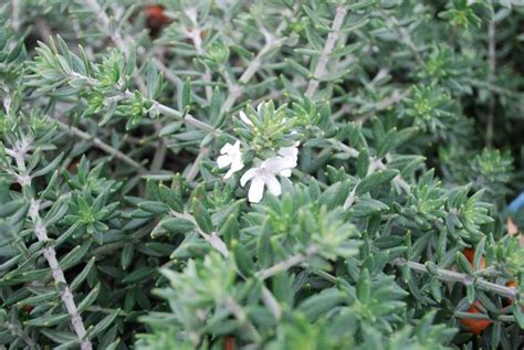 Westringia Silver Lining Ground Cover Silver Lining White Flowers