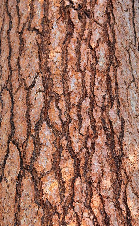 Wood Texture Tree Bark Large Red Wood Pieces Wooden Stock Photo Texture X