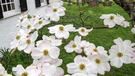 Click to view more images. Top 10 Flowering Trees