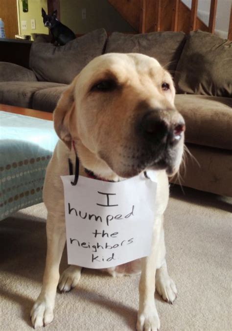 Dog Shaming Hilarious Pictures Of Pet Shaming At Its Best