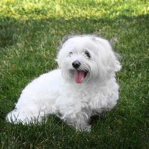 Maltese Dog Info Life Expectancy Size Temperament Puppies Pictures