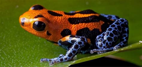 We did not find results for: 20 Amazing And Interesting Facts About Animals You May Not ...