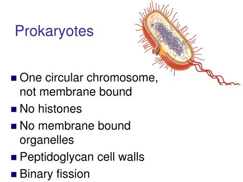 ppt ch 4 functional anatomy of prokaryotic and eukaryotic cells powerpoint presentation id