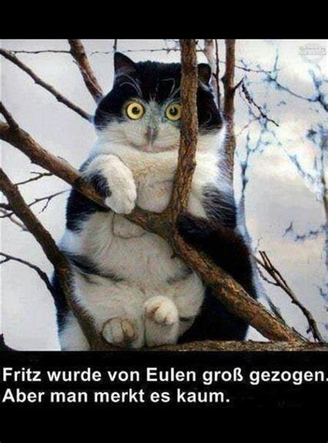 tiere lustig witzig bild bilder sprüche spruch katze von eulen aufgezogen katzen lustige