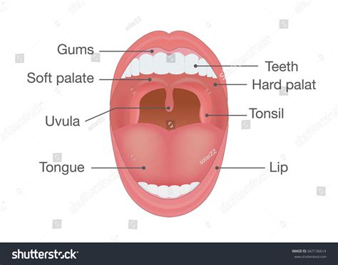 Anatomy Human Open Mouth Medical Diagram Stock Vector