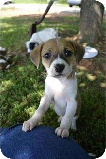 We are a small labrador breeder in upstate ney york. Darling Beagle Mix Puppies! | Adopted Puppy | West Warwick ...