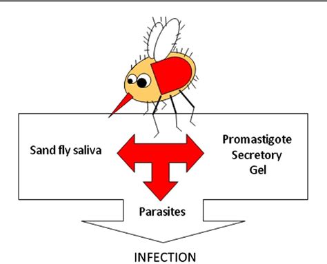Pdf The Role Of Leishmania Proteophosphoglycans In Sand Fly Transmission And Infection Of The