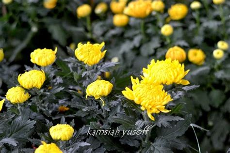 Tujuan dari memahami cara merawat bunga ialah agar keadaan dan tampilan. Info Tentang Chrysanthemum a.k.a Kekwa | Detik Detik Indah ...