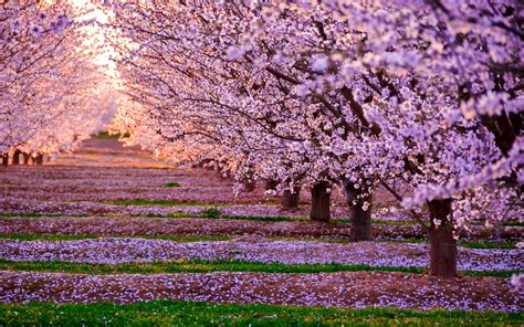 2048x1152 Blossom Nature Pink Flowers Trees 2048x1152 Resolution Hd 4k