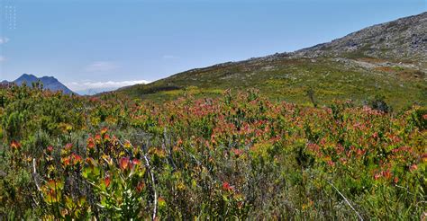 Fynbos — Plant In Place