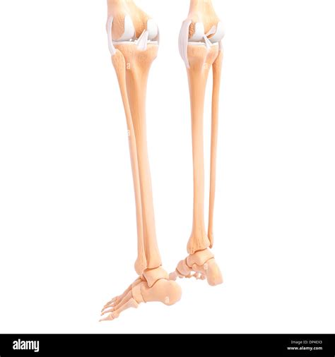 Human Leg Bones Artwork Stock Photo Alamy