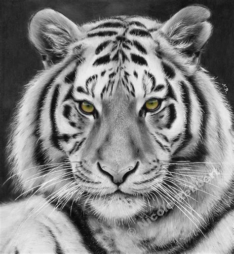 Black And White Tiger Drawing By Quelchii On Deviantart