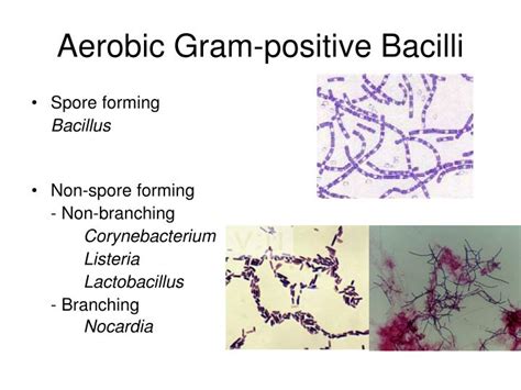 Ppt Clinically Encountered Bacteria Powerpoint