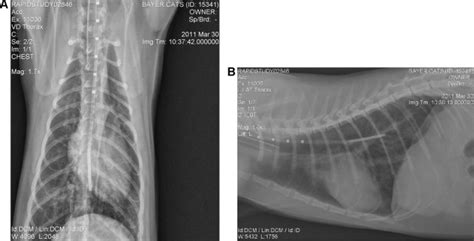 A A Ventro Dorsal Radiograph Of An Infected Cat A Ventro Dorsal