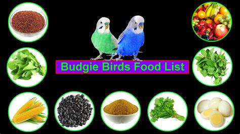 Budgie Food List