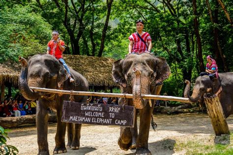 The Maetaman Elephant Camp In Chiang Mai Thailand Editorial Stock