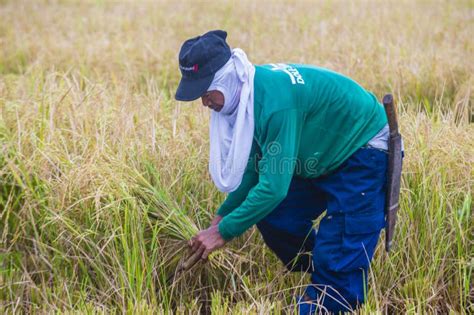 Filipino Farmer At A Rice Field Editorial Photo Image Of Farming