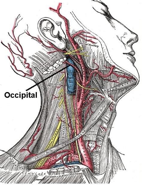 Auricular Branch Of Occipital Artery Alchetron The Free Social