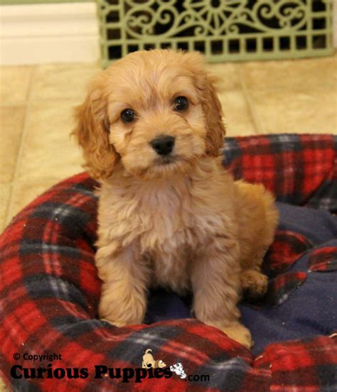 Browse thru our id verified puppy for sale listings to find your perfect puppy in your area. Cockapoo Puppies For Sale In Ontario : Dogs for Sale ...