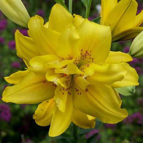 Lily Fata Morgana J Parker Dutch Bulbs