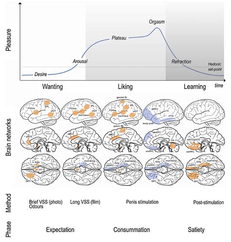 Figure 6 From The Human Sexual Response Cycle Brain Imaging Evidence