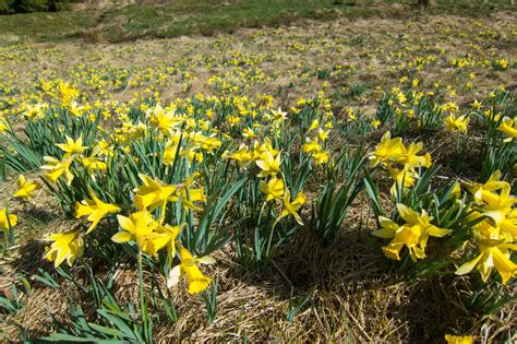 Wild Daffodil Trail And Bieley Rock Best Time To Visit Hikes Weather