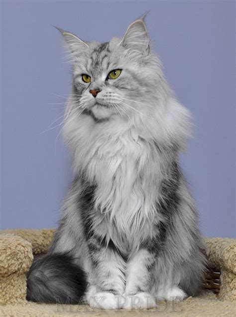 Attention Long Haired Cat Breeds Disk Trend Magazine