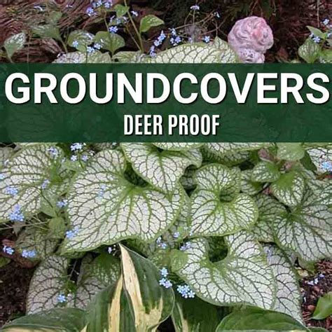 Groundcovers Deer Proof With Images Deer Proof Deer