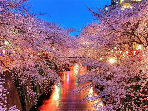 Cherry Blossoms Trees Pink Free Wallpaper