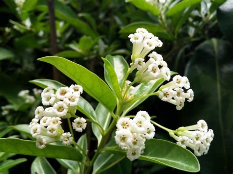 What Is A Day Blooming Jasmine Tips For Growing Day Jasmines In Gardens