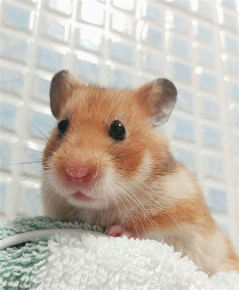 Sooooo Cute Cute Hamsters Funny Hamsters Syrian Hamster