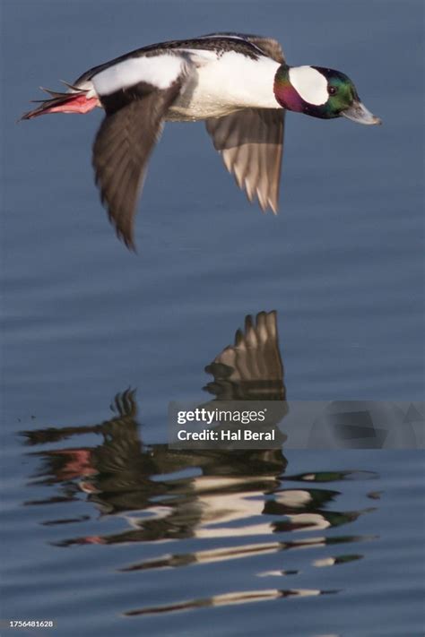 Bufflehead Duck Male Flying With Reflection High Res Stock Photo