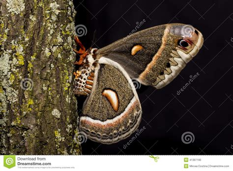 Cecropia Moth Laying Eggs Stock Photo Image Of Canada 41397190