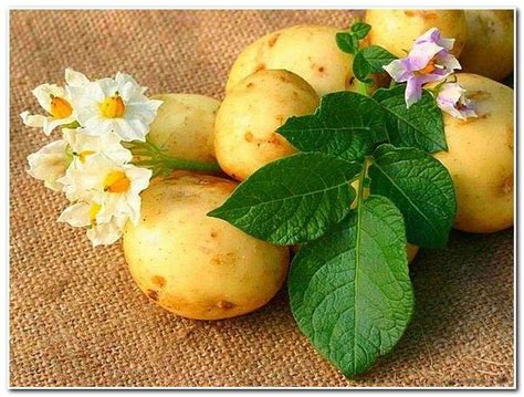 Пищевая, биологическая ценность картофеля. Химический состав. | Картофель, Картошка, Посадка ...