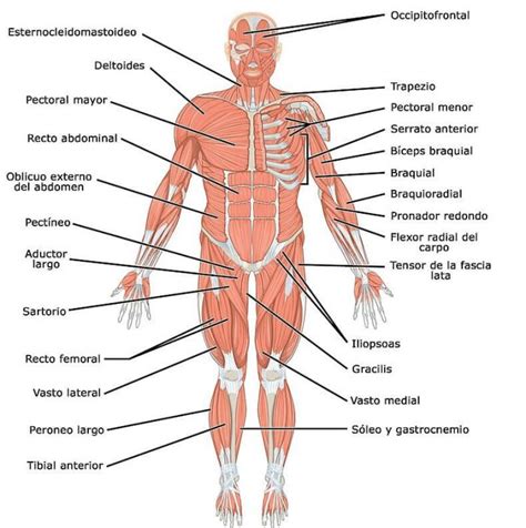Sistema Muscular Funciones Y M Sculos Del Cuerpo Humano M Sculos The