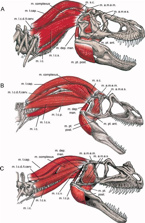 Functional variation of neck muscles and their relation to feeding