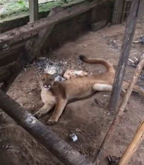 On A Parda Faz Festa Em Galinheiro E Deixa Dono Perplexo Ela Tirou