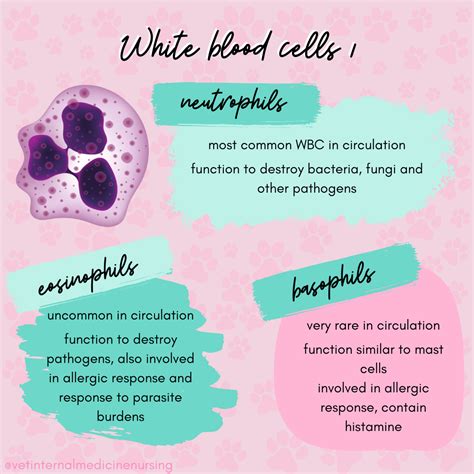 Veterinary White Blood Cell Leukocyte Disorders Explained
