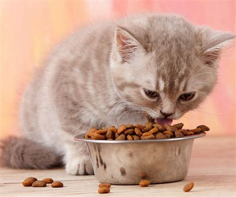 Does this mean they are carnivores or omnivores? Is a cat carnivore or herbivore? - Quora