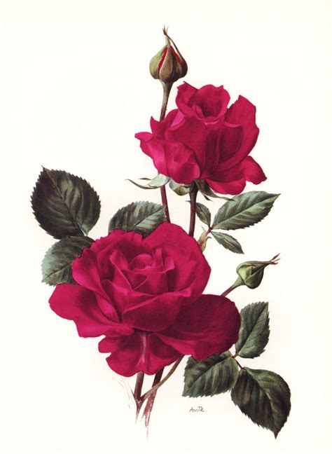 Rose Botanical Art Vintage New York Print Red Home Decor Wall Flower